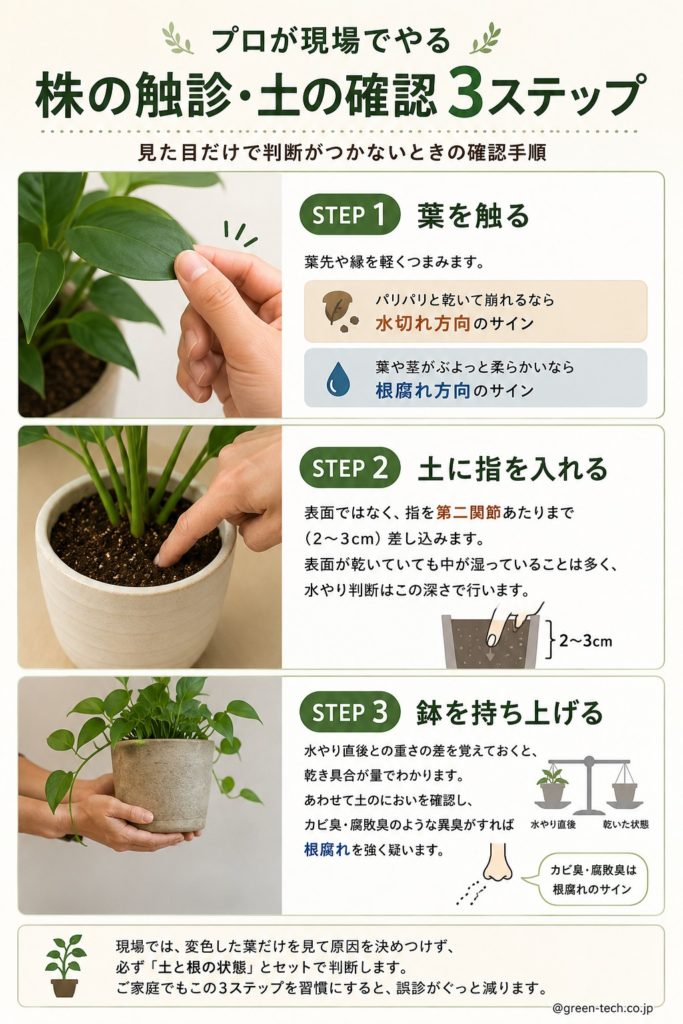 観葉植物が夏に弱る3大トラブル｜葉焼け・水切れ・根腐れの見分け方と