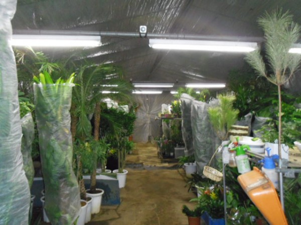 グリーンテックの温室 スタッフブログ 観葉植物レンタルならグリーンテック株式会社